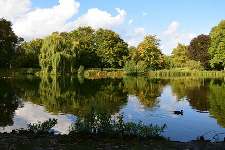 Der Teich im Stadtpark Lebenstedt gehört zu den stillen Gewässern.