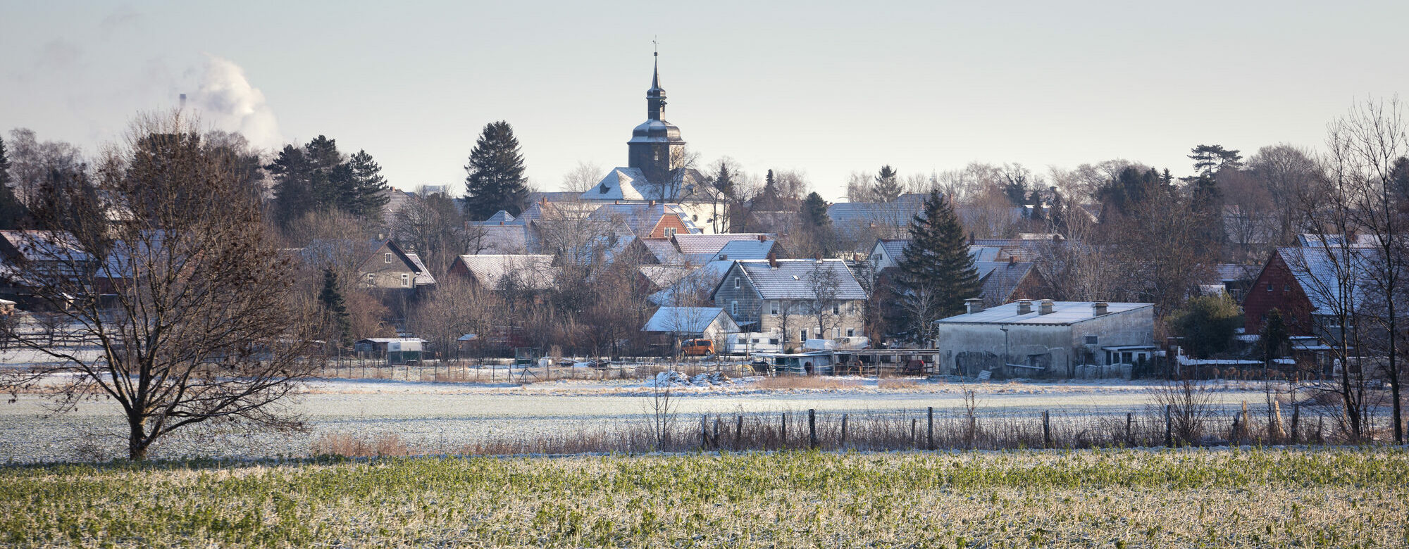 Salder im Winter.