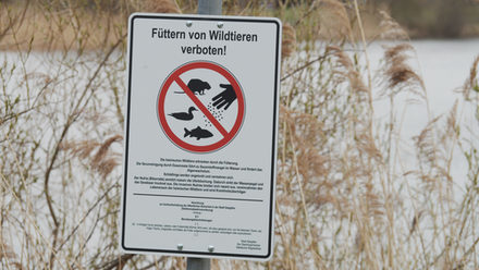 Nutrias vermehren sich stark am Mühlenteich und an der Tonkuhle, weil sie gefüttert werden.