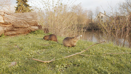 Nutrias vermehren sich stark am Mühlenteich und an der Tonkuhle, weil sie gefüttert werden.