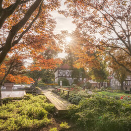 Der herbstliche Rosengarten in Salzgitter-Bad.